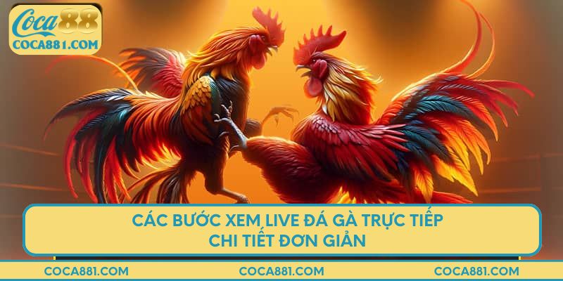 Các bước xem live đá gà trực tiếp chi tiết đơn giản