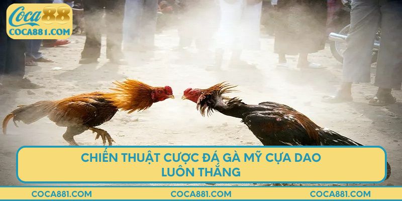 Chiến thuật cược đá gà Mỹ cựa dao luôn thắng