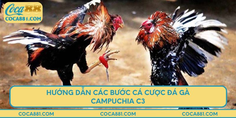 Hướng dẫn các bước cá cược đá gà Campuchia C3