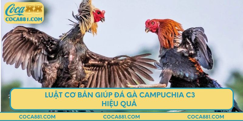 Luật cơ bản giúp đá gà Campuchia C3 hiệu quả 