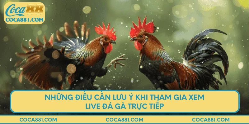 Những điều cần lưu ý khi tham gia xem live đá gà trực tiếp